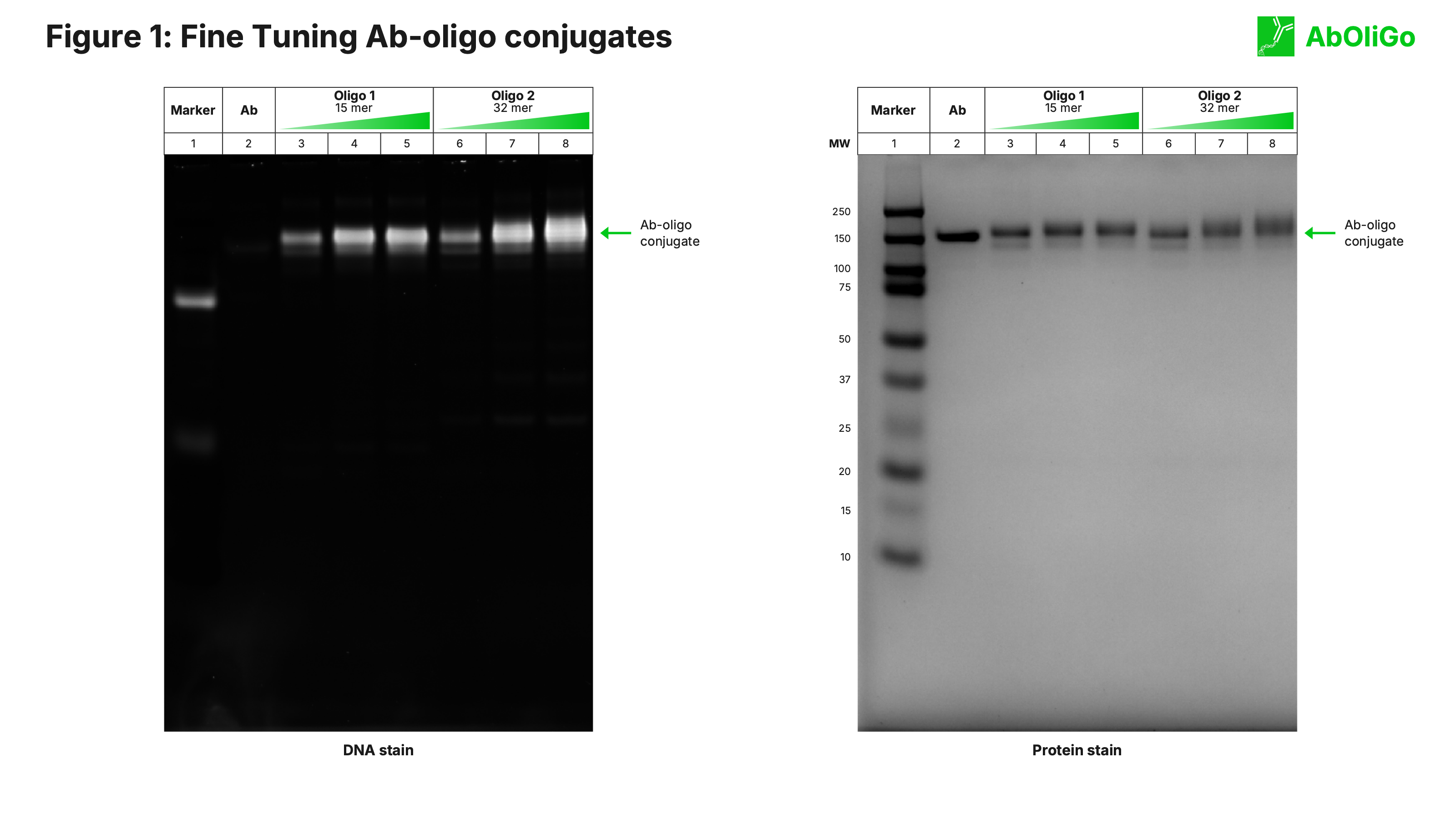 Figure 1: dual DNA and protein gel staining showing tunable degree of labelling for AbOliGo antibody–oligonucleotide conjugates.