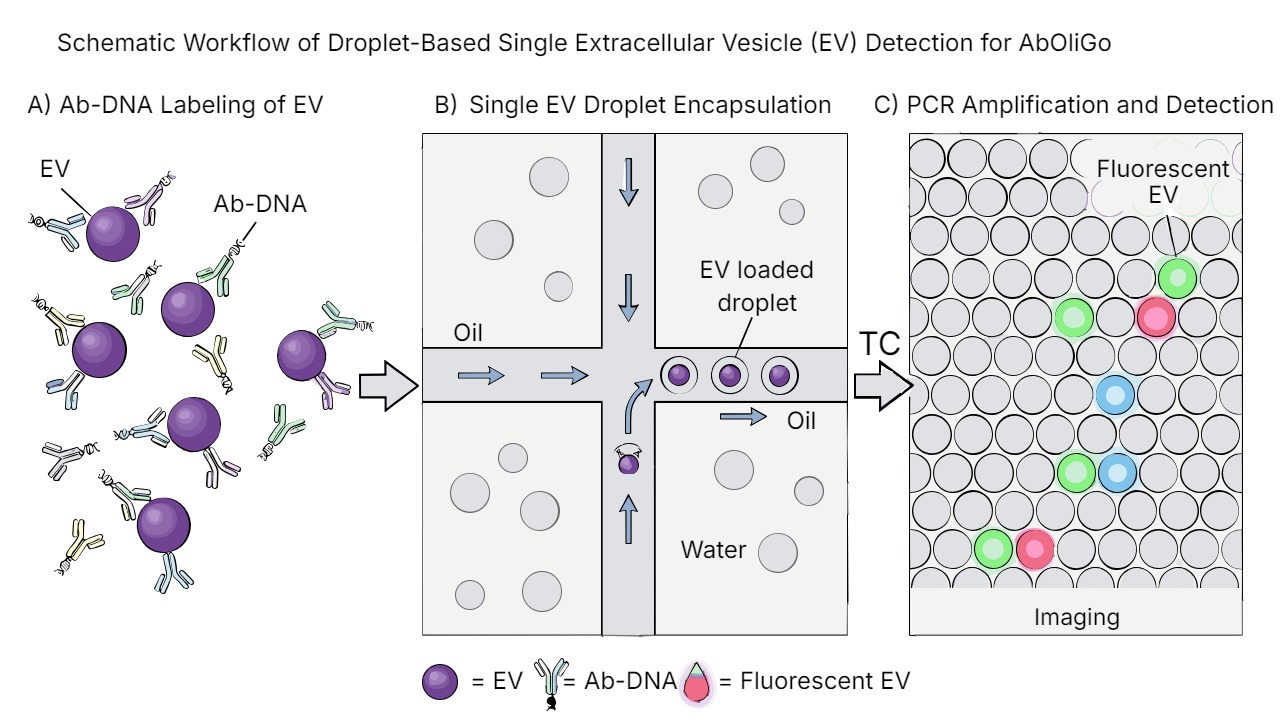 Schematic workflow of droplet-based single extracellular vesicle detection: (A) antibody-DNA labeling of EVs, (B) single-EV droplet encapsulation by microfluidics, (C) PCR amplification and fluorescent imaging detection