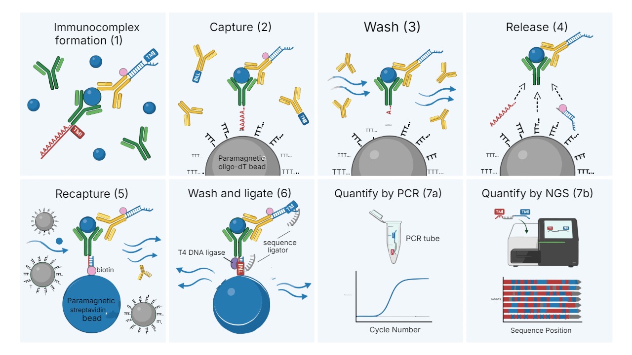 NULISA dual capture-and-release workflow showing immunocomplex formation, oligo-dT bead capture, wash, release, streptavidin recapture, wash and ligate, then quantification by qPCR or NGS