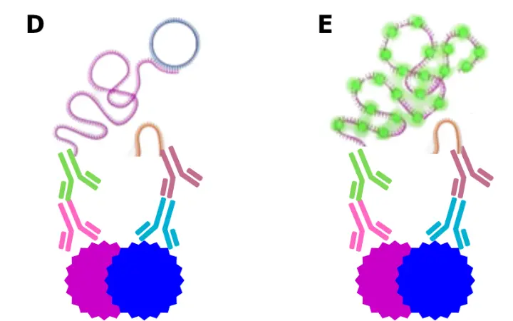 Rolling circle amplification and fluorescent detection in proximity ligation assay