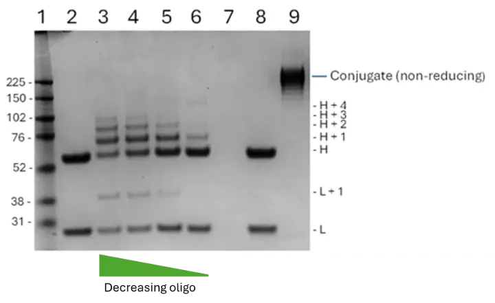 Reducing SDS-PAGE gel stained for protein